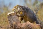 Galapagos land iguana - Photo Credit: Photo by kuhnmi from Wikimedia
