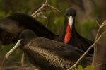 Magnificent Frigatebirds - Photo Credit: Photo by Andrew Turner Wikimedia