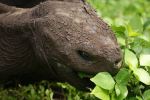 Galapagos tortoise - Photo Credit: Photo by Dallas Krentzel Wikimedia