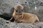 Galapagos Islands Baby Sea Lion at Bahia Fe - Photo Credit: Photo by Michael R Perry from Wikimedia