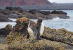 Galapagos Penguin - Spheniscus mendiculus - Photo Credit: Photo by Judy Gallagher Wikimedia