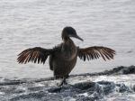 Galapagos flightless cormorant - Photo Credit: Photo by David Stanley from Wikimedia