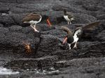 Galapagos Oystercatchers chasing crabs - Photo Credit: Photo by Thomas O'Neil, Tgo2002 at English Wikipedia from Wikimedia