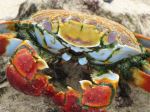 Sally Lightfoot Crab - Photo Credit: Photo by David Berkowitz from Wikimedia