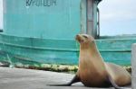 Sea Lion - Photo Credit: Photo by Rein Ketelaars on Unsplash
