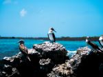 Blue Footed Boobies - Photo Credit: Photo by Bjarn Bronsveld on Unsplash