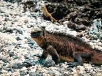 Marine iguana - Photo Credit: Photo by Bjarn Bronsveld on Unsplash