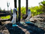 Blue Footed Boobies - Photo Credit: Photo by Bjarn Bronsveld on Unsplash