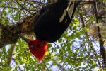Magellanic Woodpecker - Photo Credit: Photo by Diego Costa on Unsplash