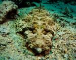 Crocodile fish - Photo Credit: Photo by geoff trodd on Unsplash