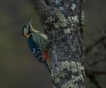 Darjeeling woodpecker - Photo Credit: Photo by PENDEN Wangchuk on Unsplash