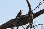 Gila Woodpecker - Photo Credit: Photo by anish lakkapragada on Unsplash