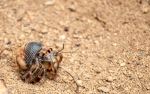 hermit crab - Photo Credit: Photo by Bernd 📷 Dittrich on Unsplash