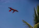 scarlet macaws - Photo Credit: Photo by Bernd 📷 Dittrich on Unsplash