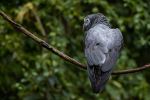 Birds of Eden - Photo Credit: Photo by Marlin Clark on Unsplash
