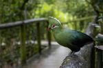 Birds of Eden - Photo Credit: Photo by Marlin Clark on Unsplash