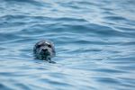 Harbor seal - Photo Credit: Photo by Keith Luke on Unsplash