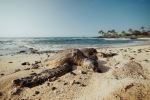  Photo Credit: Photo by Kyle McLeod on Unsplash