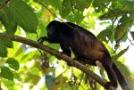 Mantled Howler Monkey - Photo Credit: Photo by Frank Eiffert on Unsplash