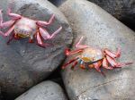Sally Lightfoot Crabs - Photo Credit: Photo by David Berkowitz from Wikimedia