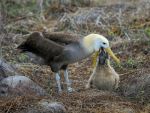 Waved Albatross - Photo Credit: Photo by AussieActive on Unsplash