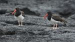 Galapagos Oystercatchers - Photo Credit: Photo by kuhnmi on Wikimedia