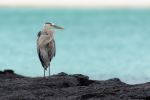 Great Blue Heron - Photo Credit: Photo by kuhnmi from Wikimedia