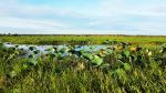 Lotus lilies and lush grasses cover the seasonal wetlands of Yellow Water Billabong. - Photo Credit: Bonez71