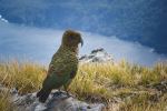 Kea bird - Photo Credit: Photo by Brooke Bytheway on Unsplash