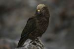 Kea - Photo Credit: Photo by Phil Botha on Unsplash