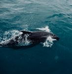  Photo Credit: Photo by Adrien Aletti on Unsplash