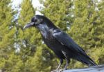 Raven - Photo Credit: Photo by Todd Morris on Unsplash
