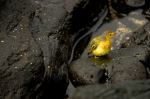 Yellow warbler - Photo Credit: Photo by Andrew Turner Wikimedia