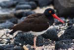 Galapagos Oystercatcher - Photo Credit: Photo by Peter Wilton on Wikimedia