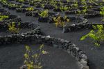 volcanic wine field in La Geria - Photo Credit: Photo by Marc Eggert on Unsplash