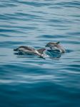 Dolphins - Photo Credit: Photo by Jonas Von Werne on Unsplash