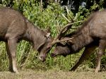 Sambar Deer - Photo Credit: Photo by Hongbin on Unsplash