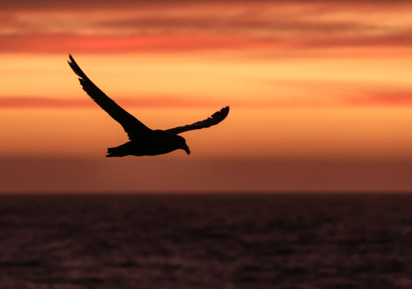 Best of the Southern Ocean