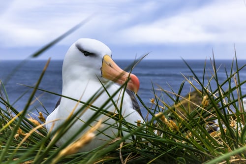 Best of the Southern Ocean