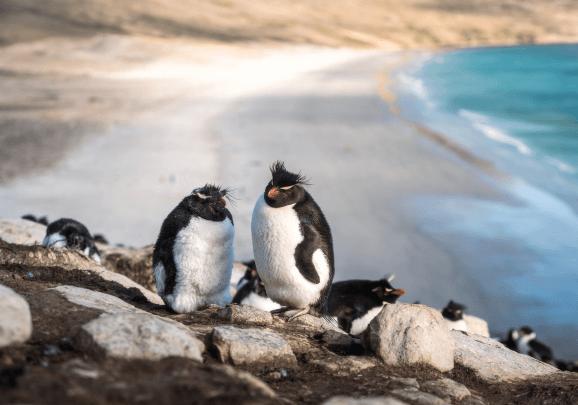 Best of the Southern Ocean