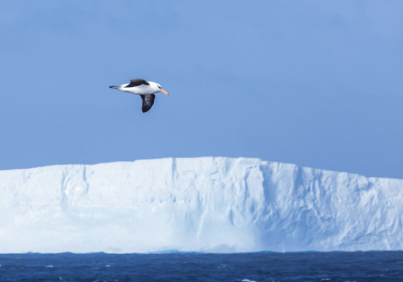 Antarctic Wildlife Adventure