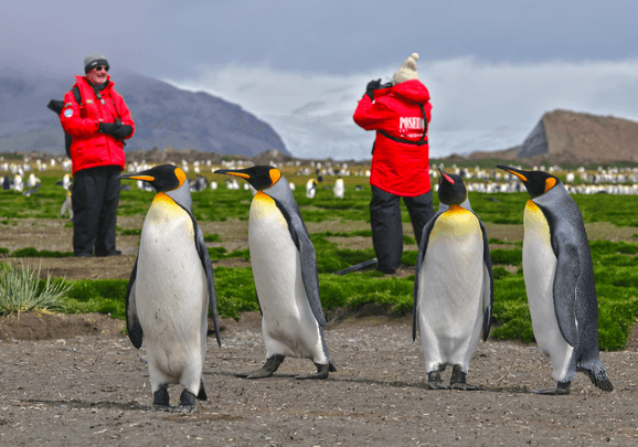 Antarctic Wildlife Adventure