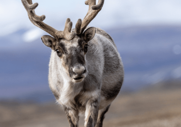 In-Depth Exploration in the Land of the Polar Bear