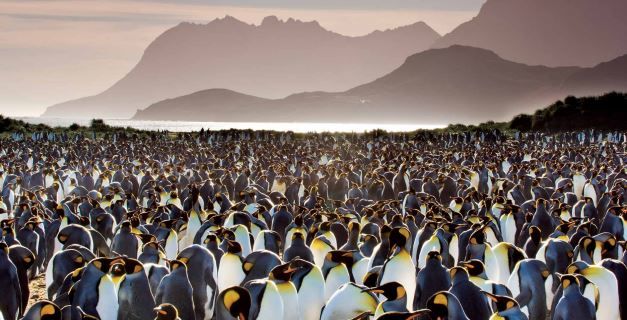 ANTARCTICA, SOUTH GEORGIA AND THE FALKLANDS