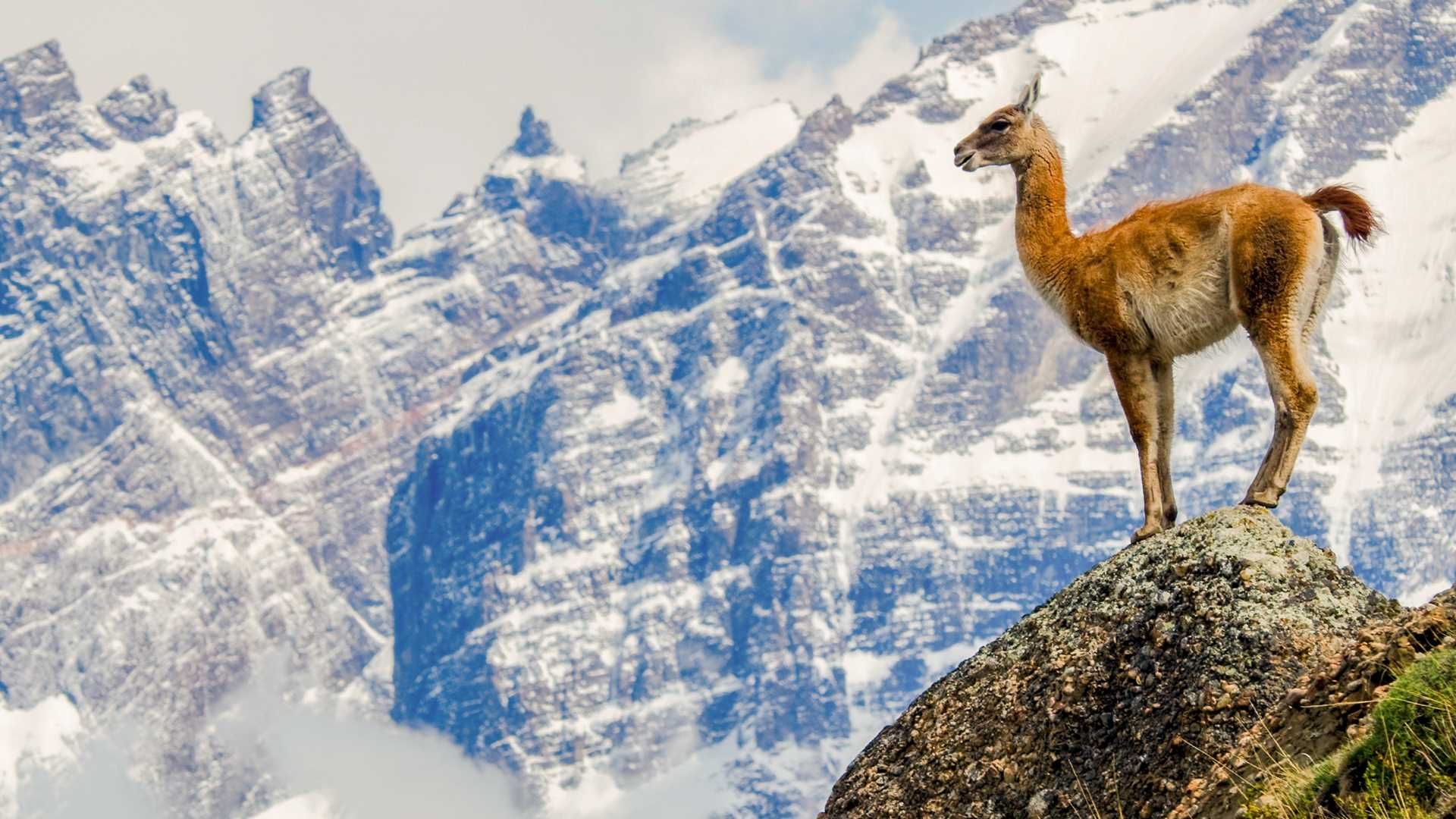 Best of Chilean Patagonia: From Torres del Paine to Cape Horn