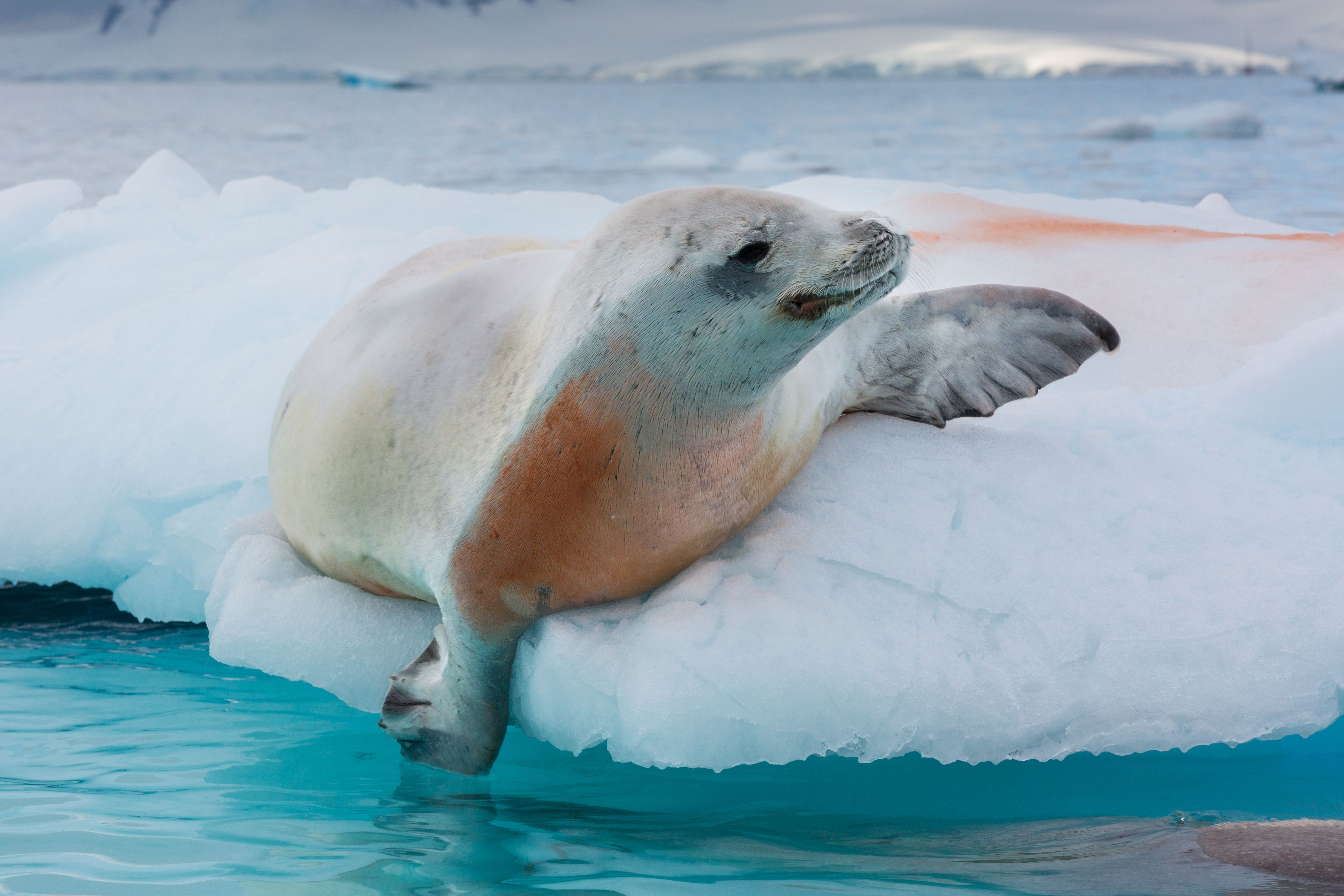Crabeater Seal, Cuverville Island, Antarctica