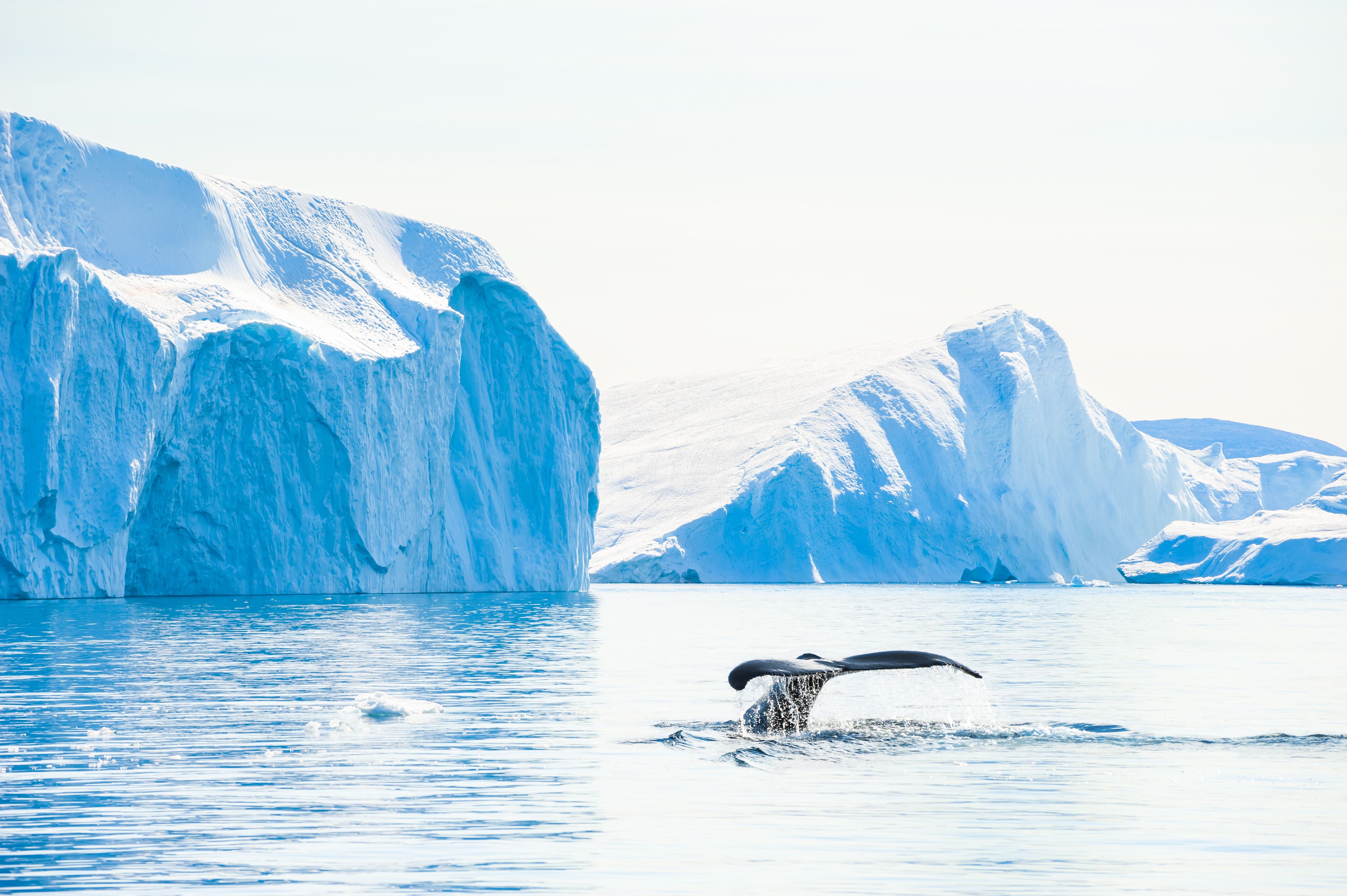 Antarctic Peninsula in Depth