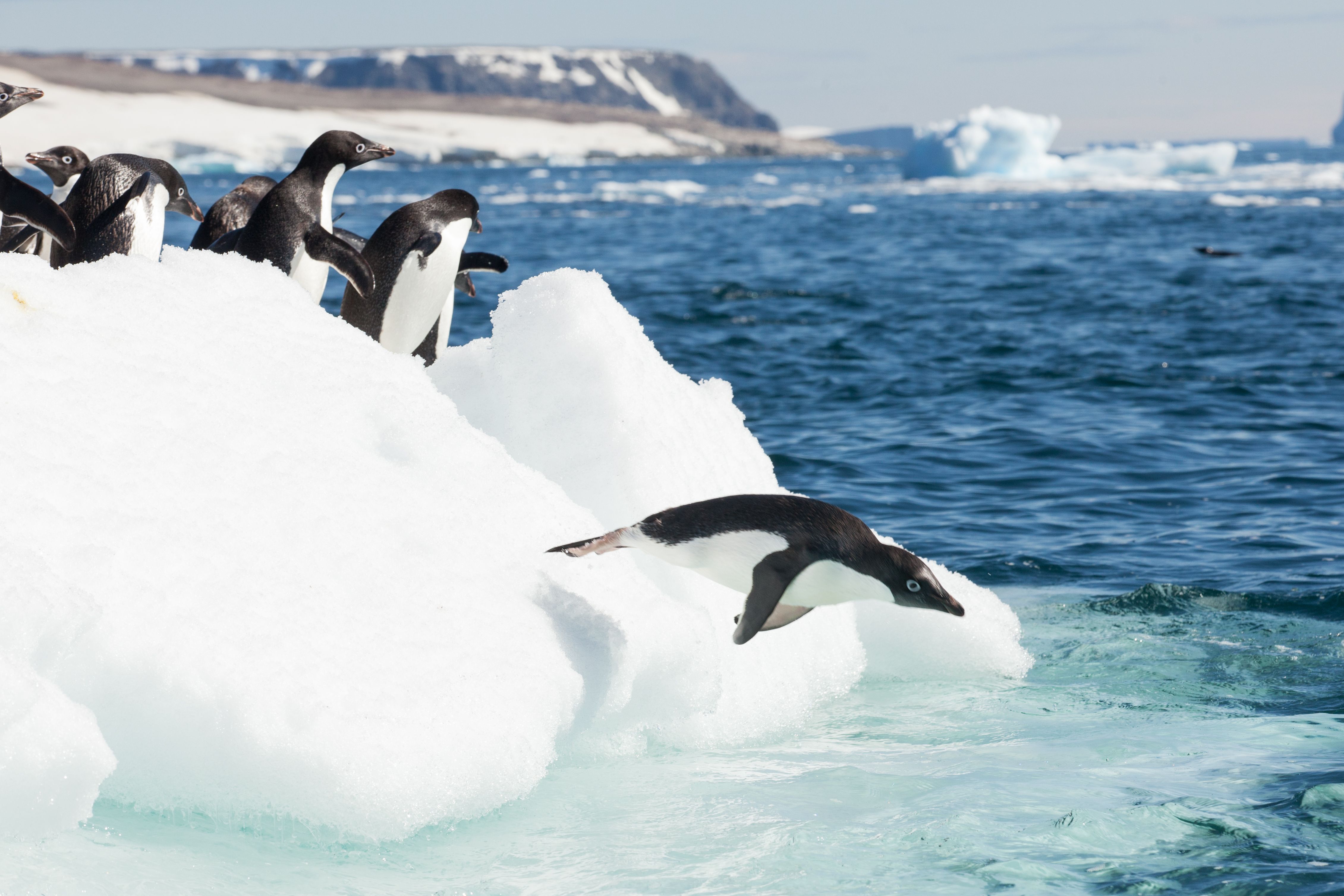 Diving penguins, Antarctica