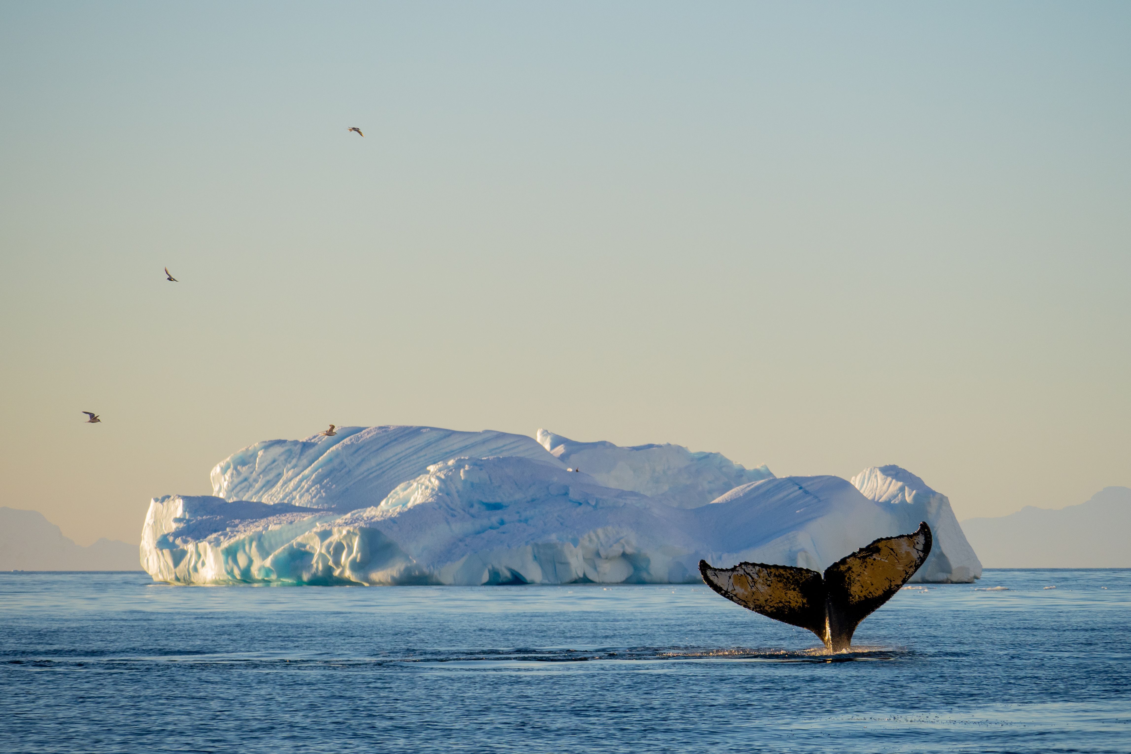 Humpback whale, Antarctica