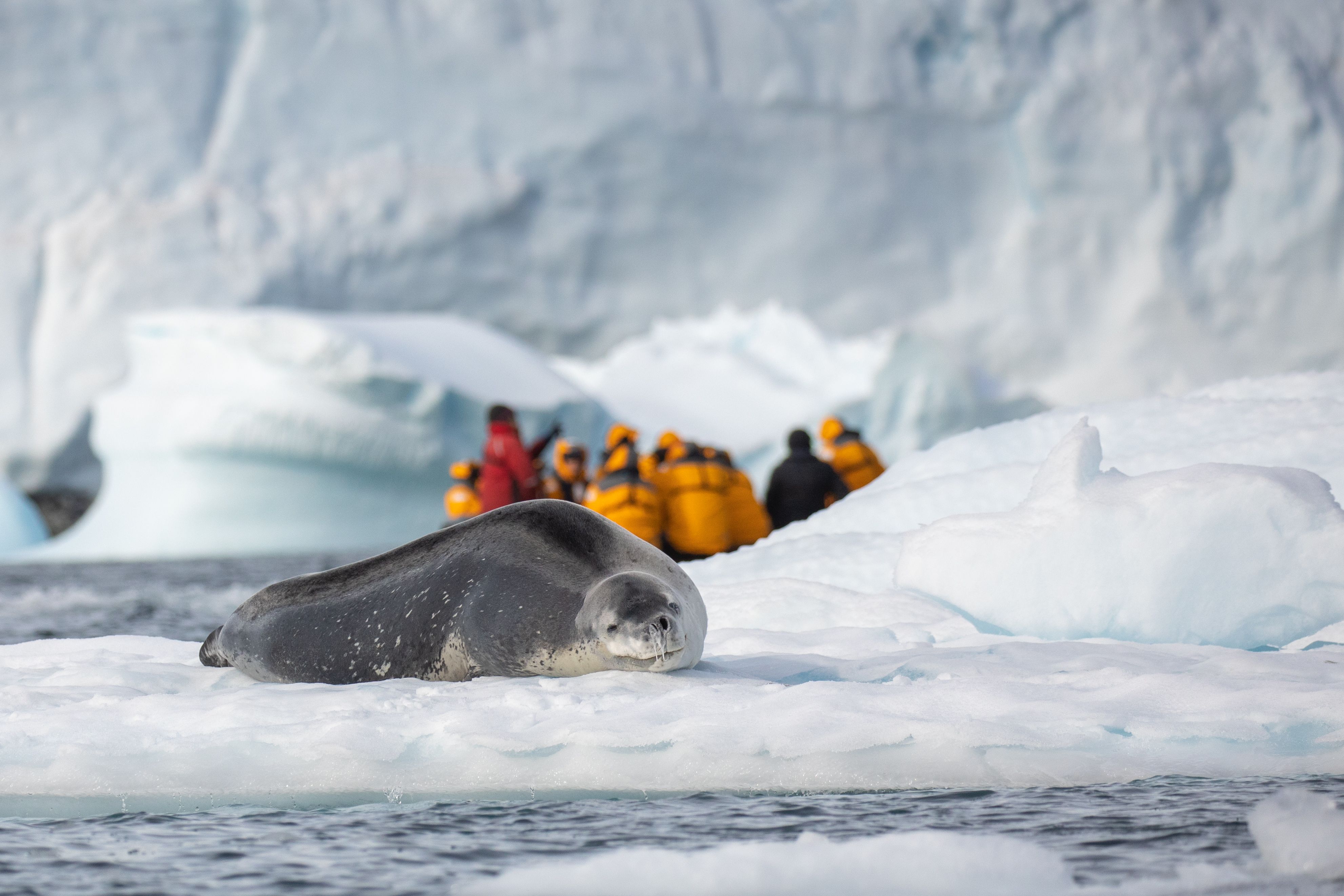 Antarctica - Tourists looking at a leopard seal resting on ice during a zodiac cruise in Antarctica